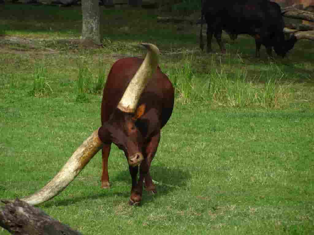 DVC resale &ndash; Explore magical Disney resorts and adventures.